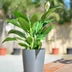 A single Peace Lily plant with a budding flower, pictured outdoors to show its versatility for shaded balconies or patios.