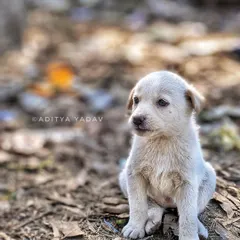 I found this little one on the street, and I just had to take a photo. Look at the innocence in those eyes. My work with streeties is my heart's work, showing the world that every animal, regardless of its home, has a beautiful story and deserves to be seen.