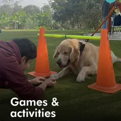A Golden Retriever learning a new trick during a game at our picnic. Our expert-led activities are designed to be fun and strengthen the bond you share with your dog.