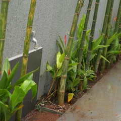 A row of bamboo is planted along a concrete wall, creating a natural, green screen that provides privacy and a distinct Zen garden feel. A simple tap is integrated for functionality.