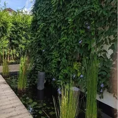 A boardwalk runs alongside a water channel where a living wall of vines meets aquatic plants. This project combines hardscaping, water, and vertical greening for a multi-layered effect.