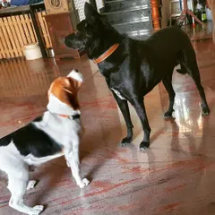Learning social cues is an important part of pack life. Shiro patiently teaches Baabu the rules of engagement during their indoor playtime.