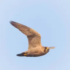 A Red-naped Shaheen, an extremely uncommon falcon in the Indian subcontinent, which we were thrilled to spot and observe at Najafgarh Lake.