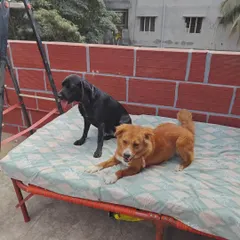 Two of my guests, a black Lab mix and a lovely indie, relaxing together on one of the outdoor cots. Providing comfortable, shared resting spots encourages calm behavior and reinforces positive pack dynamics.