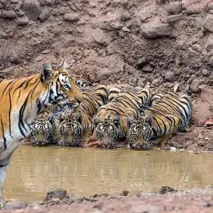 On World Wildlife Day, I share this image of a tigress with her cubs. Protecting the tiger at the top of the food pyramid ensures the protection of the entire forest ecosystem. This family represents the success of India's conservation efforts.
