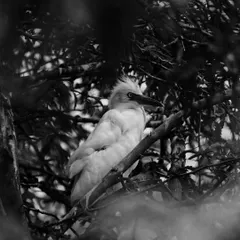 The same egret, this time in black and white. Removing the color emphasizes its form and the texture of the branches, creating a more dramatic and focused wildlife portrait.