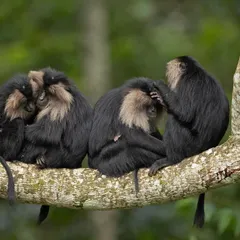 A troop of Lion-tailed Macaques grooming each other on a branch. This social behavior is crucial for maintaining bonds and hygiene within the group.