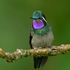 The brilliant gorget of a male Purple-throated Mountaingem flashes in the light. This species is known for its territorial nature, and this portrait captures its confident and striking presence.