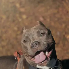 The happy-go-lucky smile of an American Bully. This candid portrait captures a moment of pure contentment, with his tongue out and eyes wide, showing a fun and approachable personality.