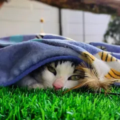 A moment of pure coziness. This guest found a comfortable spot to hide and peek out, feeling safe and secure under a warm blanket in our cattery.
