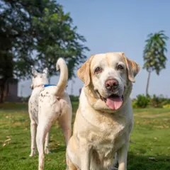 Two dogs enjoying a day at the park. This image captures the simple joy of being outside, with one dog posing for the camera while his friend's tail wags in the background.