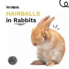 Do you have a rabbit? This guide explains what hairballs are in rabbits, also known as wool block, and provides helpful tips on how to manage and prevent them through proper diet and grooming.