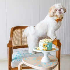 Meet Kyro, the birthday king, striking a pose next to his cake. This is the perfect example of a pet cake smash session, where we let your pet's personality shine, capturing their funny, regal, and utterly adorable moments.
