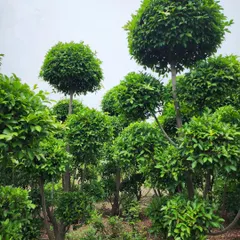 The classic "ball-on-stick" topiary style, shown here with our Ficus Retusa, adds a formal and elegant touch to garden pathways and entrances.