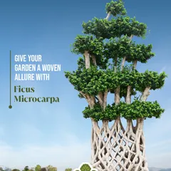 Give your garden a woven allure with the Ficus Microcarpa. The flexible, intertwined roots of this unique tree create a living sculpture that serves as a breathtaking focal point, adding an artistic and exotic twist to your landscape.