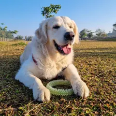 A sun-kissed golden retriever looking happy and content with its toy.