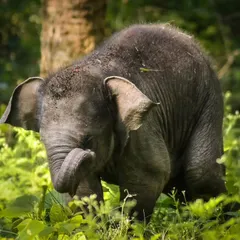 Another shot of a playful elephant calf amidst the lush green foliage. Its shy but curious nature is on full display, a reminder of the gentle side of these giants.
