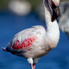 This flamingo looked like a professional model, crossing its legs and tucking its beak while grooming. Even a simple, everyday behavior can look incredibly graceful through the camera lens.