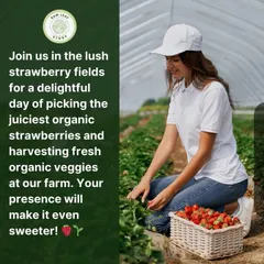 Imagine a perfect day spent in our lush strawberry fields. We welcome you to join us for a delightful experience, harvesting not just sweet berries but also a variety of fresh organic veggies straight from the plant.