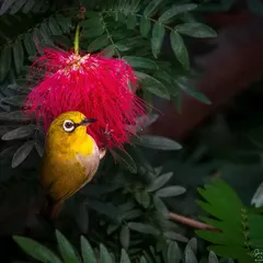 A yellow Oriental White-eye perched beside a fluffy red powder-puff flower in Manali. The composition highlights the complementary colors and delicate interaction between bird and flora.