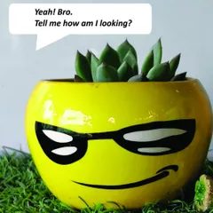 Who says planters have to be boring? This cool smiley-face pot holding a succulent is guaranteed to make you smile and adds a bit of fun personality to your desk or shelf.