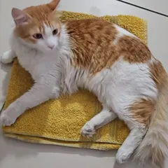 This is the goal: a happy, healthy, and relaxed cat in a loving home. Milo, a handsome one-year-old, is neutered, vaccinated, and ready to be a perfect companion. Sterilization helps cats live longer, calmer lives.