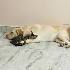 A quiet moment of friendship between Dabbu, my resident Labrador, and a little tabby cat. They often sleep like this, proving that dogs and cats can be the best of friends in a calm and happy home.