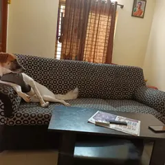 This is Zuzu, making himself completely at home on the sofa. We have a strict no-cages policy, which means your furry kid can find their own favorite spot to relax, just like they would in their own house.