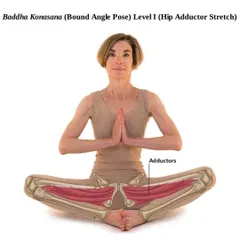 Baddha Konasana (Bound Angle Pose) is a key hip-opening pose. This anatomical illustration shows how it specifically targets the adductor muscles of the inner thighs.