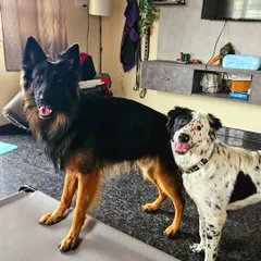 Home boarding is all about creating a balanced pack. Here are my GSD Duggu and his boarder friend Tux, a lovely spotted dog, standing together calmly. This shows how a well-managed home environment fosters neutrality and friendship.