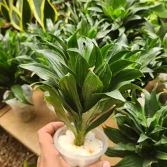 This Dracaena fragrans is a compact variety of the popular Corn Plant. It's known for being very adaptable and tolerant of low-light conditions.