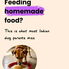 Many Indian dog parents feed homemade food, but it's easy to miss key nutrients. This series explains the common pitfalls of unbalanced diets.