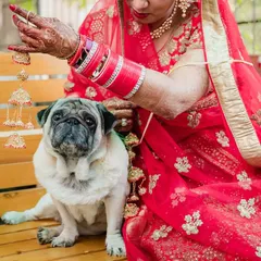 The bride shows off her kalire to her very unimpressed pug. A funny and candid moment between a girl and her dog on her wedding day.