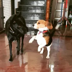 Playful interactions are a joy to watch. Here, little Baabu the beagle is learning how to initiate play with Shiro, his bigger buddy. I ensure all interactions are positive and build social confidence.