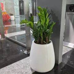 A healthy ZZ plant (Zamioculcas zamiifolia) in a glossy white planter, placed in a corporate lobby. This is an excellent low maintenance, air purifying plant choice for busy office environments.