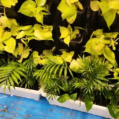 Getting ready for an office installation. Here you can see a mix of neon pothos and areca palms, two popular choices for office environments due to their air purifying qualities and ability to tolerate indoor lighting conditions.