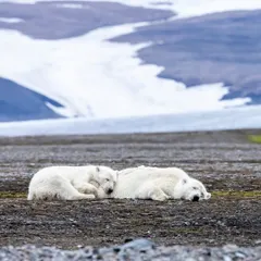 Two polar bears rest on the tundra with a glacier in the background, conserving energy during the summer months. This wider shot helps to show the scale of the Arctic landscape and the challenges these animals face with a changing climate.