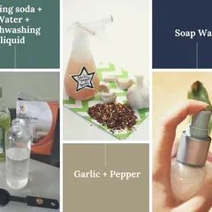 I am passionate about keeping gardens healthy without harsh chemicals. My approach involves using simple, homemade organic sprays. A mix of garlic, pepper, or basic soap water can be incredibly effective against common pests, keeping your plants and your home safe.