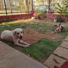 A Labrador and a Beagle mix enjoying a lazy afternoon in the yard. The combination of grassy areas for sniffing and open space for lounging means there's a perfect spot for every mood.