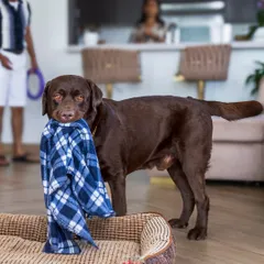 A chocolate lab proudly presenting his favorite blanket. This candid moment captures the quirky, everyday habits that make our pets so special.