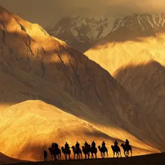 A stunning golden-hour shot of a camel caravan silhouetted against the majestic, sun-kissed mountains of Ladakh, evoking a sense of grand adventure.
