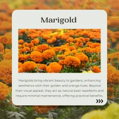 Marigolds are a wonderful addition to any garden, especially in winter. Their bright orange and golden hues bring warmth and color, and they also act as natural pest repellents, making them both beautiful and practical.