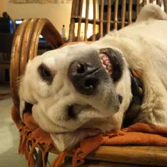 This is Whiskey's "weekend mode" face. She knows when I'm cooking up something special in the kitchen and always hangs around, hoping for a little sample. Her personality brings so much light to my life.