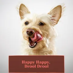 That "happy happy, drool drool" look is what I aim for with every meal. A dog licking its lips is the best review a chef can get.
