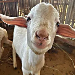 Say hello to one of our friendliest residents. This close-up of our smiling goat captures the gentle and welcoming spirit of our petting zoo, a favorite spot for kids and adults alike.
