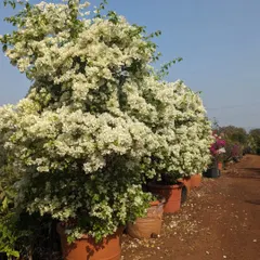 These magnificent white Bougainvillea plants, sourced from a nursery in Pune, are ready to become statement pieces in a client's garden.