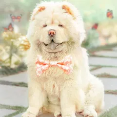 This fluffy Chow Chow looks like a real-life teddy bear. Using soft, airy lighting, I captured a dreamy, gentle portrait that highlights the breed's unique, cuddly appearance.