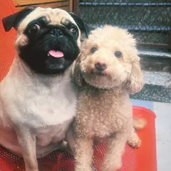 Best friends forever. This adorable duo, a Pug and a Poodle, love posing for the camera. It’s so heartwarming to see the friendships that form between the pets who stay with me.