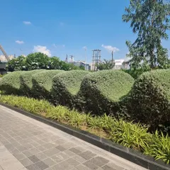 Even a simple hedge can be made interesting. For this project, I sculpted the shrubs into a wave-like pattern, creating a dynamic border along a paved walkway.