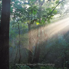 A frame I searched for over two years. Here, a powerful beam of morning sun slices through the jungle's dark canopy, illuminating a spider's intricate web. This is the magic of Mumbai's peerless wilderness, captured in October 1996.